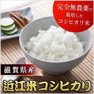 送料無料 令和5年度産 新米 近江米コシヒカリ 10kg お米 コシヒカリ /激安 国内産/グルメ ギフト