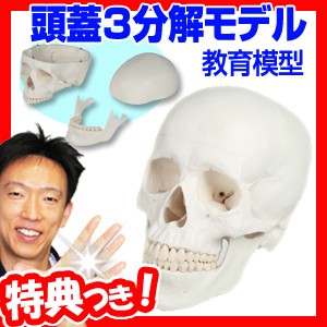 頭蓋骨 頭蓋3分解モデル 模型 頭がい骨 骨格模型 教育模型 ガイコツ がい骨 骸骨 骸骨模型