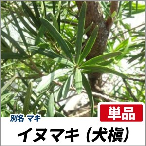 イヌマキ 樹高2.5m前後(根鉢含まず) 単品 常緑 植木 庭木 犬槇