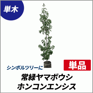 常緑ヤマボウシ ホンコンエンシス 樹高1.5m前後(根鉢含まず) 単品 常緑 植木 庭木 花木 シンボルツリー