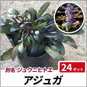日陰 強い 常緑 低木の通販 Au Pay マーケット 日陰 強い 常緑 低木の通販 Au Pay マーケット