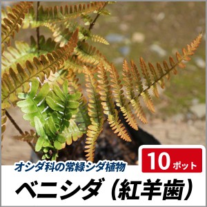 ベニシダ 10ポットセット 常緑 シダ 観葉植物 寄せ植え グランドカバー