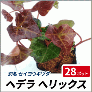 ヘデラ ヘリックス 28ポットセット 常緑 観葉植物 グランドカバー セイヨウキヅタ