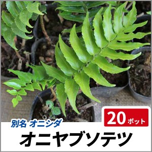 オニヤブソテツ 20ポットセット 常緑 多年草 グランドカバー 観葉植物 オニシダ