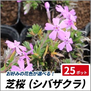 芝桜 (シバザクラ) 25ポットセット 苗 多年草 グランドカバー 寄せ植え 下草