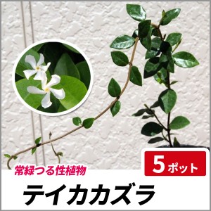 つる性 植物の通販 Au Pay マーケット 3ページ目