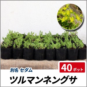 ツルマンネングサ 40ポットセット 多肉 セダム グランドカバー 寄せ植え 蔓万年草