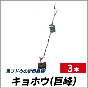 葡萄(ブドウ) 巨峰(キョホウ) 樹高80cm前後 3本セット 落葉 つる性 果樹 垣根 日よけ 葡萄