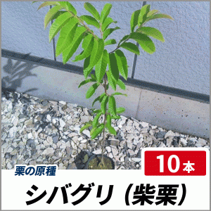 クリ 柴栗 (シバグリ) 樹高60cm前後 10本セット 落葉 苗木 庭木 果樹 栗の原種 ヤマグリ