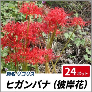 ヒガンバナ 24ポットセット 彼岸花 曼珠沙華 リコリス