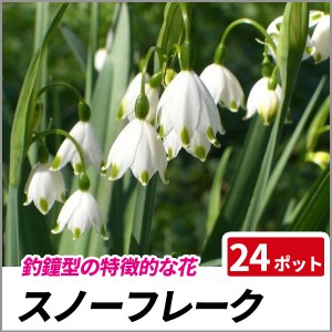 スノーフレーク 24ポットセット 多年草 球根 花壇 鈴蘭水仙 の通販はau Wowma ワウマ 相馬グリーン 商品ロットナンバー