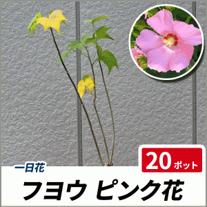 フヨウ ピンク花 樹高30〜50cm前後 20ポットセット 落葉 苗木 庭木 花木 芙蓉