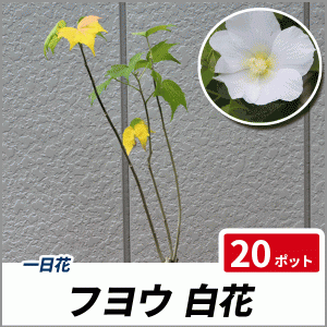 フヨウ 白花 樹高30〜50cm前後 20ポットセット 落葉 苗木 庭木 花木 芙蓉