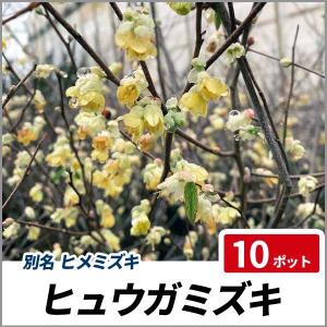 ヒュウガミズキ 樹高30 50cm前後 10ポットセット 苗 日向水木 落葉性 花木 庭木の通販はwowma ワウマ 相馬グリーン 商品ロットナンバー