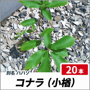 コナラ 樹高30cm前後 20本セット 落葉 植木 庭木 シンボルツリー どんぐり