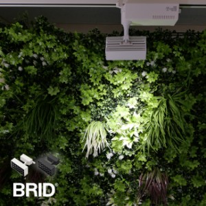 BRID LED スポットライト for プランツ 10W(植物育成ライト 植物育成LEDライト 植物 育成 ライト LEDライト 観葉植物)【F】【R】【N】