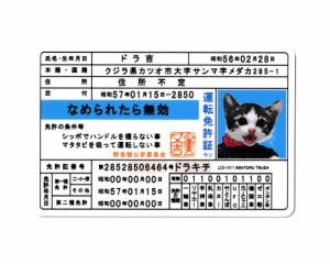 なめ猫 ステッカー かわいい レトロ 昭和 懐かしい 猫 グッズ 免許証05 ドラ吉