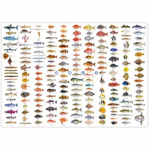 お風呂に貼れる 迫力の特大ポスター 海魚大全 ポスター ( H594×W841mm ) A1サイズ 魚 さかな サカナ 水族館 インテリア 子供