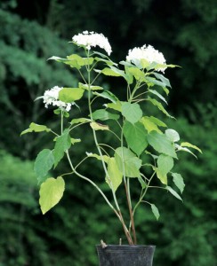 アジサイ（紫陽花）・アナベル 白花 植木 庭木 苗木 ガーデニング 落葉低木