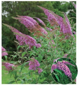 ブッドレア（フジウツギ）紫色花 香りよし 植木 庭木 苗木 落葉低木