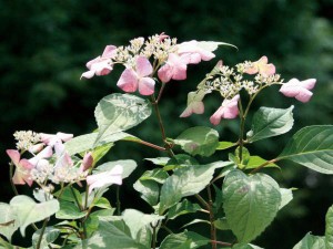 アジサイ(紫陽花) アマチャ（甘茶） 茶庭 植木 庭木 苗木 落葉低木