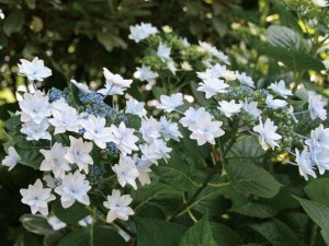 紫陽花 墨田 花火の通販 Au Pay マーケット