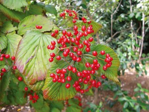 ガマズミ 小花（白） 食用可 果実 植木 庭木 苗木 落葉低木