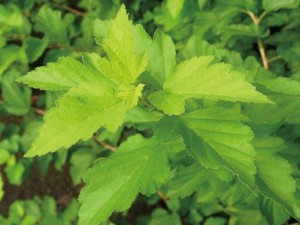 テマリシモツケ（手鞠下野）・オウゴン 黄金色 植木 庭木 花木 苗木 落葉低木