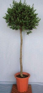 ヤポンノキ シンボルツリー 赤い実 植木 庭木 苗木 常緑低木