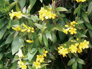 緑のカーテン ツル性植物 カロライナジャスミン（大株） 黄色花 香りよし 常緑つる性低木 観葉植物