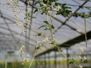 落葉樹 ナツユキカズラ（大株） 緑のカーテン ツル性植物 白花 つる性 落葉 低木