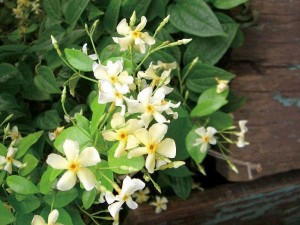 緑のカーテン ツル性植物 テイカカズラ(定家葛) （大株） 星型花 スタージャスミン 香りよし つる性常緑低木