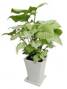 シンゴニウムの通販 Au Wowma