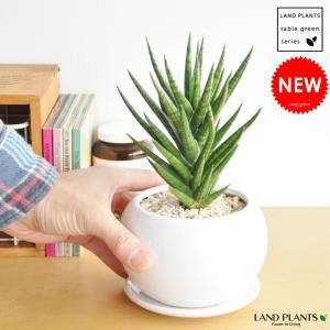 サンセベリア 種類の通販 Au Pay マーケット