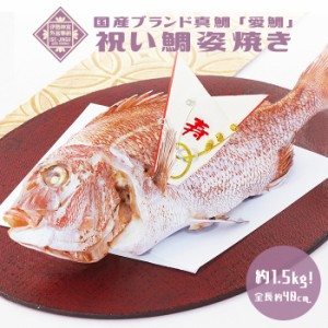 お食い初め 鯛 【伊勢神宮外宮奉納 祝い鯛姿焼き（1.5kg）】国産最高級ブランド真鯛 初節句 贈り物 尾頭付き 姿焼き 塩焼き 鯛めしレシピ