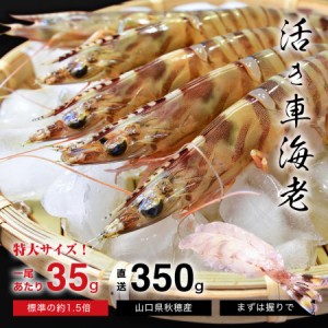 特大【活車海老】 350g (約35g×10尾) 山口県から活きたまま！秋穂産 産地直送 秋穂の車海老 原田丸水産 車えび 車エビ 生 鮮度 ギフト 