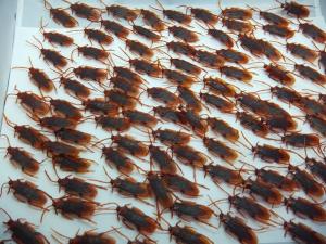 ゴキブリ おもちゃ リアルの通販 Au Pay マーケット