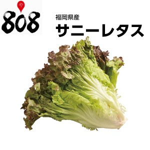 【送料別】【福岡県産】サニーレタス　1パック　約300g【野菜詰め合わせセットと同梱で送料無料】旬の味覚/グルメ/野菜セット/詰め合わせ