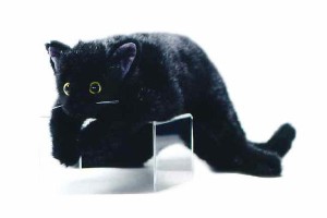 レア数量限定発売綺麗な黒猫擬人着せ替えぬいぐるみ ぬいぐるみ 直販特注品