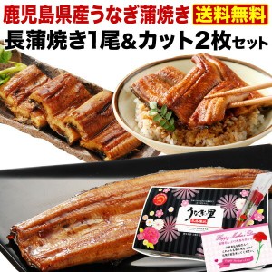 ポイント10％ 母の日 遅れてごめんね グルメ ギフト プレゼント うなぎ 食べ物 蒲焼き  国産 鹿児島産 長蒲焼き1尾&カット2枚セット クー