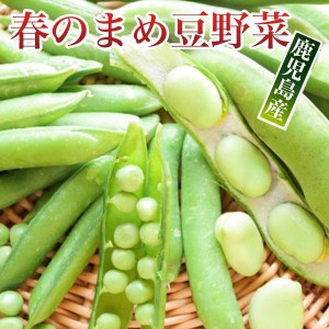春野菜セット 豆野菜5種類入 九州野菜 西日本 野菜 送料無料