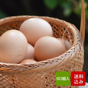 卵 60個入 （割れ保証一割（6個）含む） タマゴ 福岡産