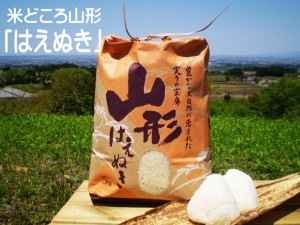 山形県産 はえぬき 米 10kg 送料無料 お米 庄内米 米 ごはん おにぎり