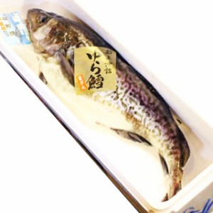 真鱈 寒鱈 オス 白子 2.5kg〜3kg丸ごと1尾 送料無料 寒鱈 鍋 白子 タラコ 山形県産天然 マダラ 食の都庄内