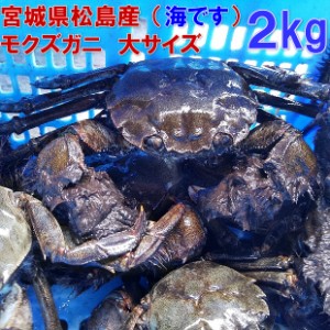 活 モクズガニ 海で漁獲品 大サイズ２kg(目安9-15杯) ツガニ つがに 宮城県松島湾産 なんと海です！店長が漁獲品です 配送地域限定品 他