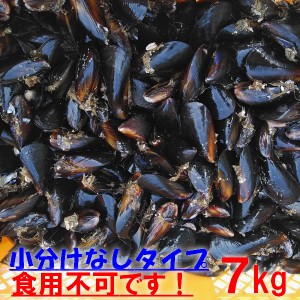 【５％クーポン有】釣り餌に 「ムラサキイガイ７ｋｇ」冷凍品　７キロ 小分け袋入りではないバラタイプです。イガイ カラス貝 ムール貝 