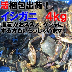 【5％クーポン有】「生出荷！食用イシガニ 石蟹４kg」 活状態での梱包 松島牡蠣屋 漁師の店長自ら漁獲です！目安：4ｋｇで40杯程度【100