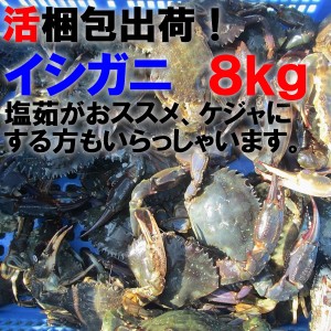 【5％クーポン有】「生出荷！食用イシガニ 石蟹８kg」 活状態での梱包 松島牡蠣屋 漁師の店長自ら漁獲です！目安：８ｋｇで80杯程度【120