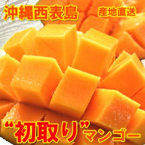 【糖度14度以上保障】沖縄産 マンゴー 1kg(2〜4個)  アーウィン アップルマンゴー 西表島産 大玉！先取りマンゴー　 産地直送、送料無料