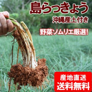 沖縄産島らっきょう5kg(500g×10束) 送料無料